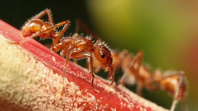 蚂蚁从凤梨花穗中采集花蜜