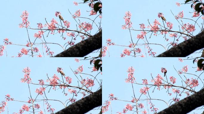 樱花和樱花上的白眼鸟