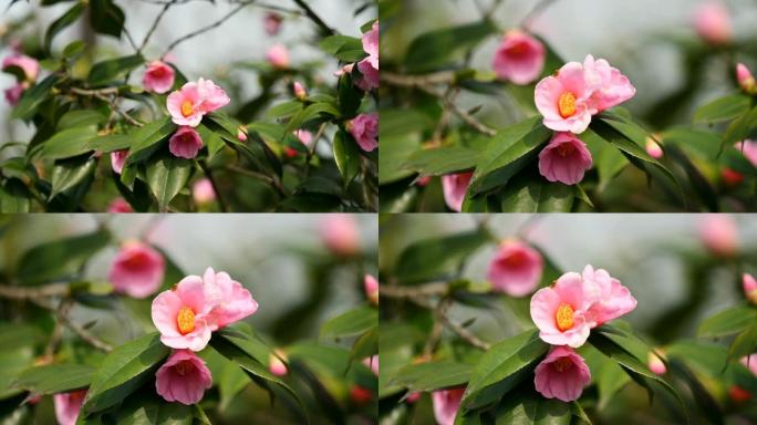 春天的花朵系列: 微风中的粉红色山茶花，山茶花，放大视频，特写，4k电影，慢动作。