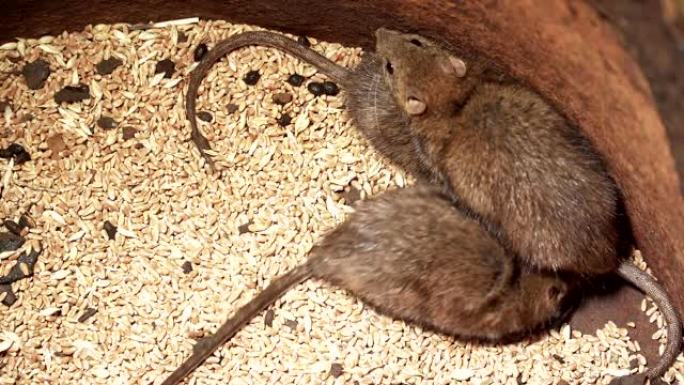 三只大老鼠在粮仓中寻找猎物