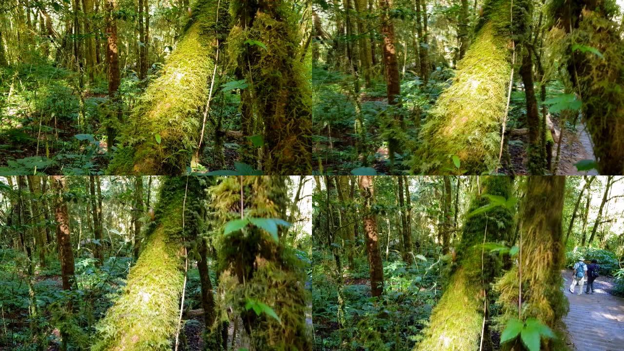 深林绿苔布大树树皮