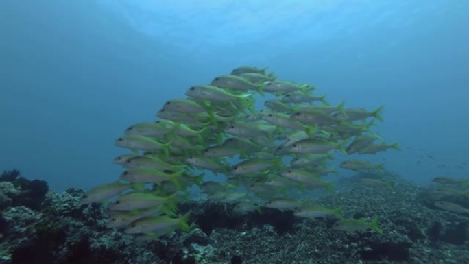 一大群黄色山羊鱼在珊瑚底部的蓝色水中游泳。黄鳍山羊鱼-Mulloidichthys vanicole