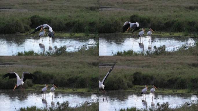 黄嘴鹳，伊布犬，成年站在池塘，飞行中，从水中起飞，肯尼亚马赛马拉公园，慢动作