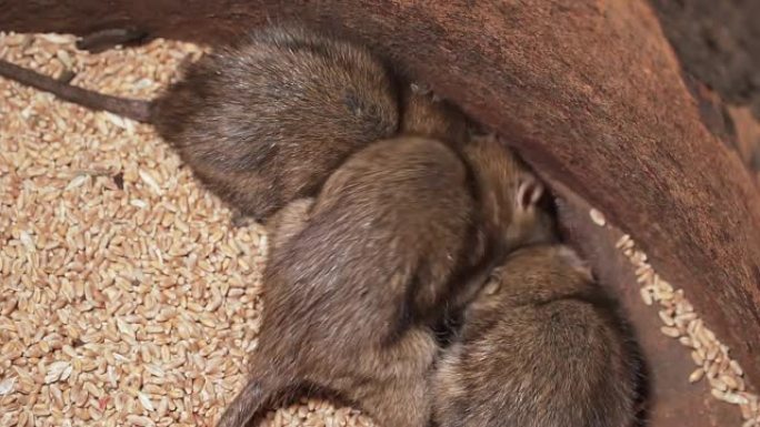 受感染的野鼠的慢动作争夺大麦谷物中的食物