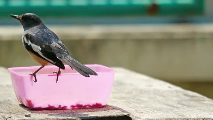 燕子飞给猫吃食物。