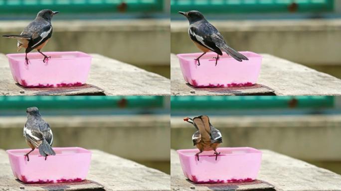 燕子飞给猫吃食物。