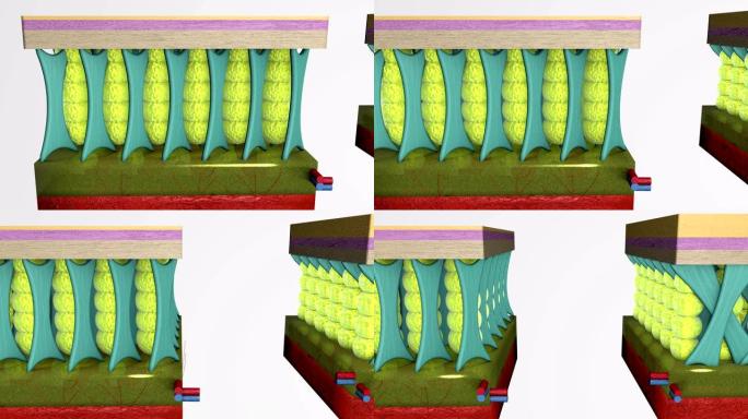 正常皮肤组织层的3D动画结构。男女皮肤皮下组织的比较。结缔组织差异。
