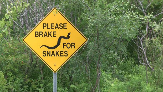 不要撞倒蛇!