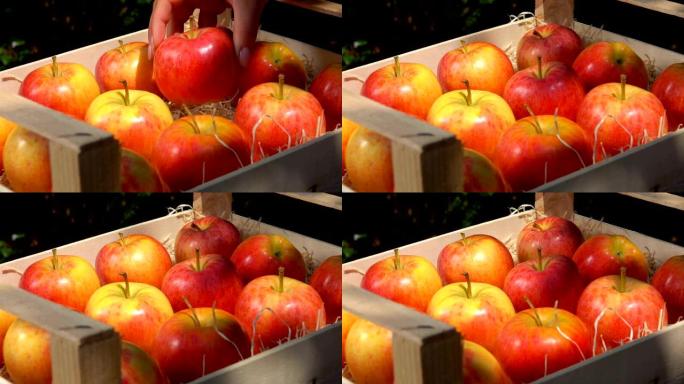 手从一个木盒子里放一个多汁的红苹果