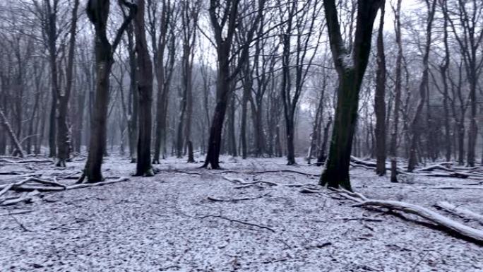 山毛榉树森林的冬季景观，在薄雾笼罩的白雪皑皑的森林中，形状引人注目