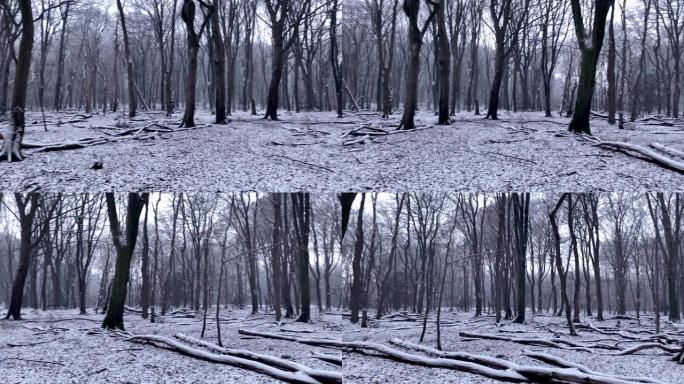 山毛榉树森林的冬季景观，在薄雾笼罩的白雪皑皑的森林中，形状引人注目