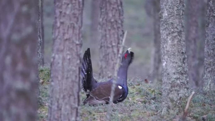 西部刺山柑 (Tetrao urogallus)