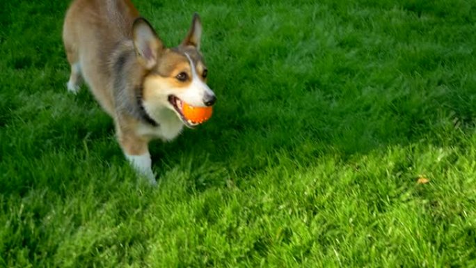 corgy狗与小球奔跑的特写肖像，并将其带到绿色公园背景下的相机。