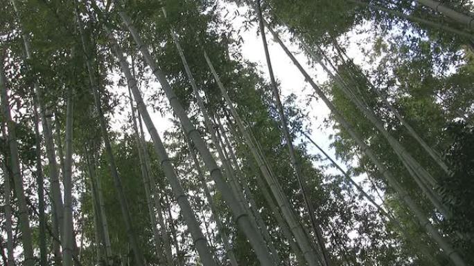 风中的竹林
