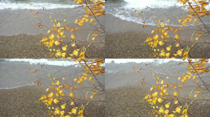 水浪在石沙岸边冲浪，树叶在风中摇摆