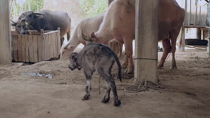 刚出生的水牛第一次在农场站起来