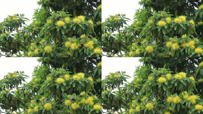 彩虹鹦鹉和金色彭达树的花朵 (Xanthostemon chrysanthus)