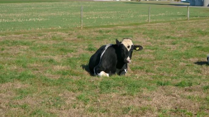 阿米什农场的奶牛在田野里享受阳光明媚的一天