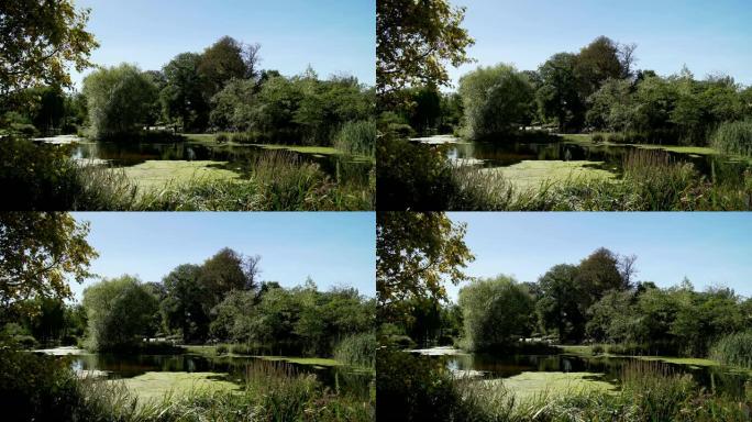 伦敦摄政公园玛丽皇后花园部分的池塘