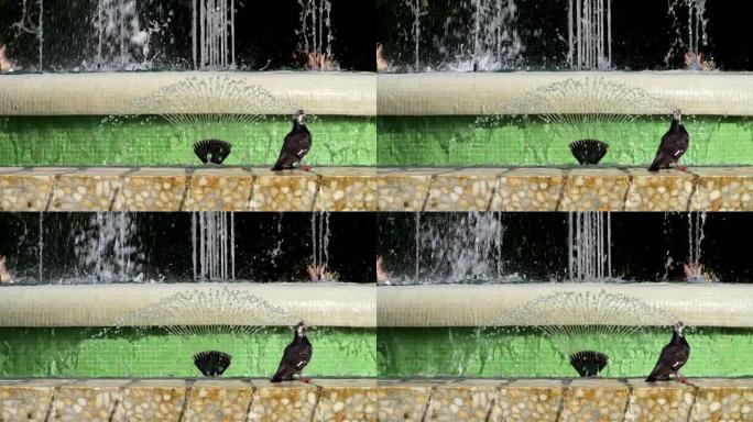 有两只黑鸽的城市喷泉的细节。流动的水的特写镜头。城市场景。公共公园。城市生活
