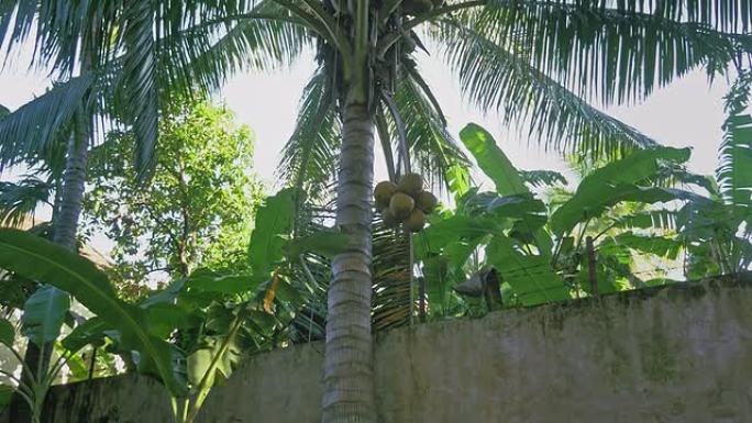 一束椰子从棕榈树上安全下来