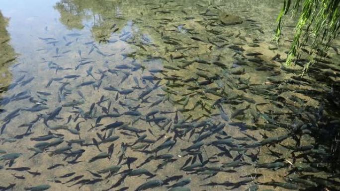 罗非鱼的浅滩在淡水池塘的清水中游泳