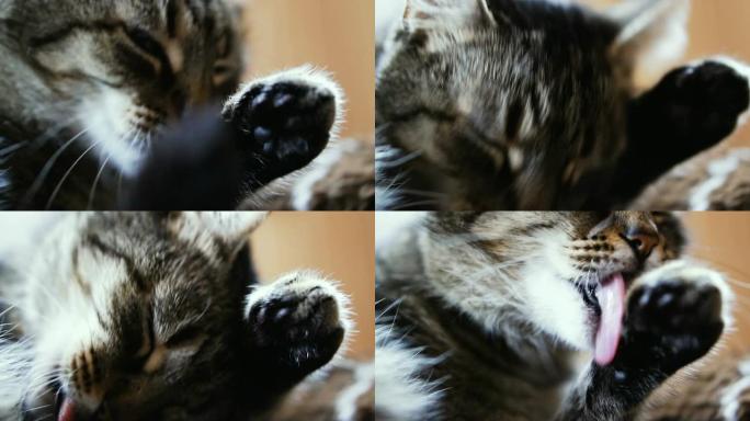 猫。猫舔爪子