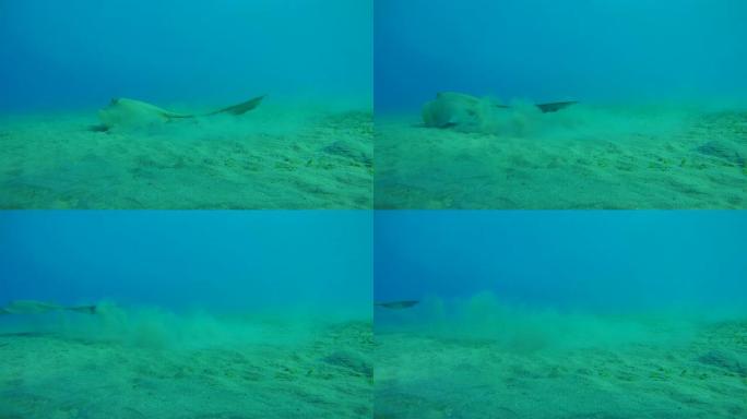 Cowtail黄貂鱼在沙底游泳-阿布·达巴布，马萨·阿拉姆，红海，埃及，非洲