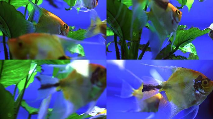 各种五颜六色的异国鱼类在水族馆游泳