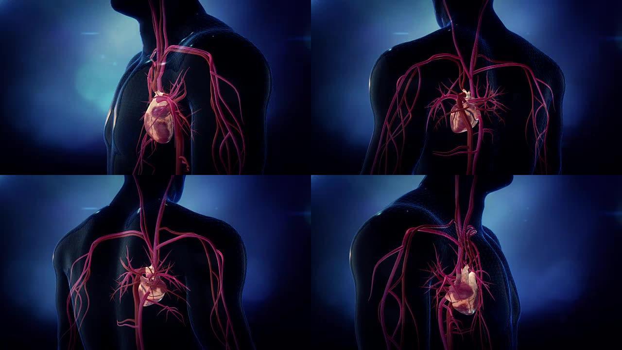 心脏动脉环