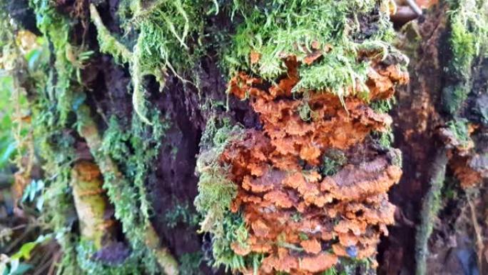 复古苔藓和蕨类复古风格的冷杉林迷雾景观
