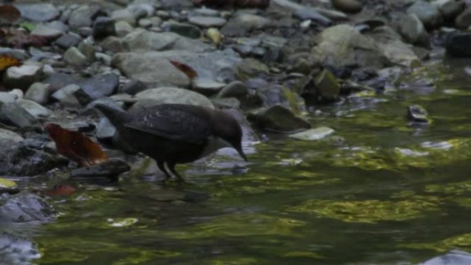 白喉北斗七星 (Cinclus cinclus)