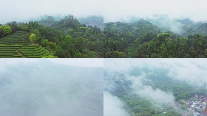 茶叶茶园茶田红茶绿茶春茶茶山茶道航拍4K