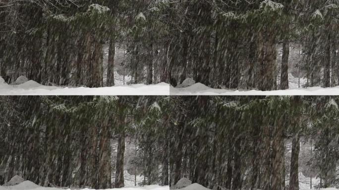 森林中的降雪