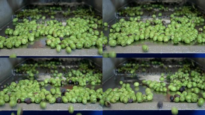专注于清洁的绿橄榄在破碎机中缓慢落下-Makig橄榄油