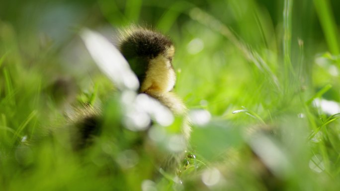 小黄鸭卧在草丛中