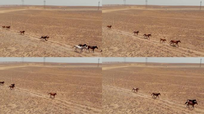 野马穿过哈萨克斯坦干草原。