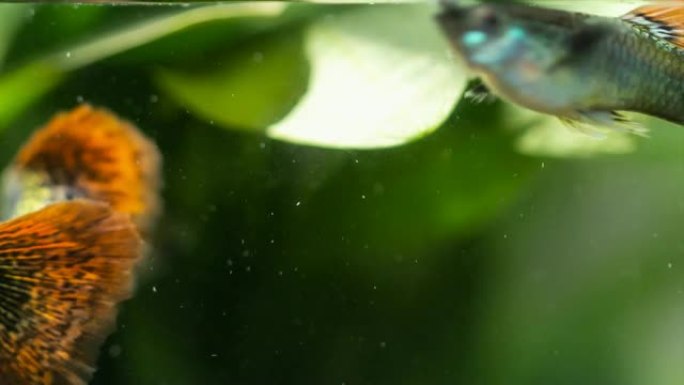 美丽多彩的孔雀鱼在水厂的水族箱中游泳的特写场景，小尘埃颗粒在水中流动。