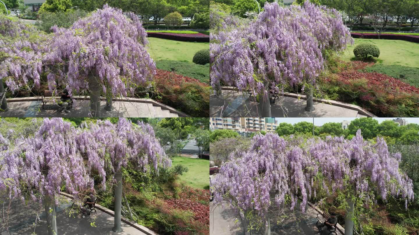 春风中的紫藤花DJI_0961