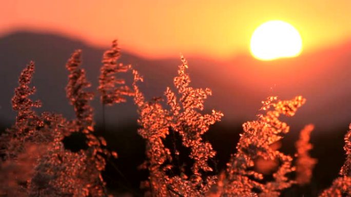 风和夕阳山背景上的草花