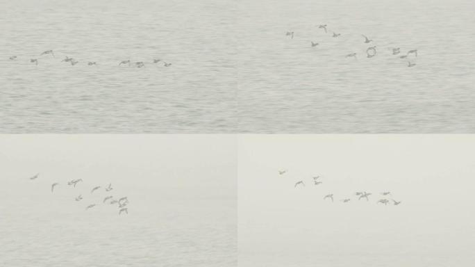 Common scoter (Melanitta nigra) 千岛群岛