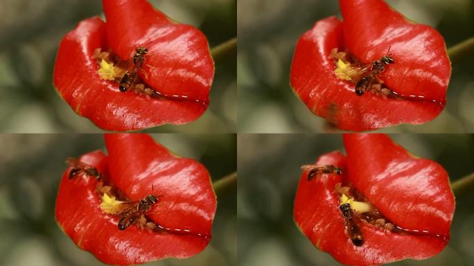 蜜蜂参观热唇植物的花朵