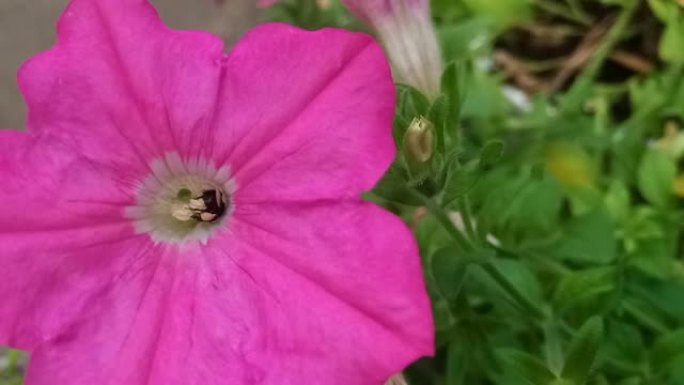 Ruellia tuberosa花的蜜蜂授粉