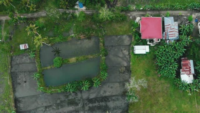 菲律宾保和稻田的鸟瞰图。乡村、水稻、田间、农业、乡村/4k无人机视频
