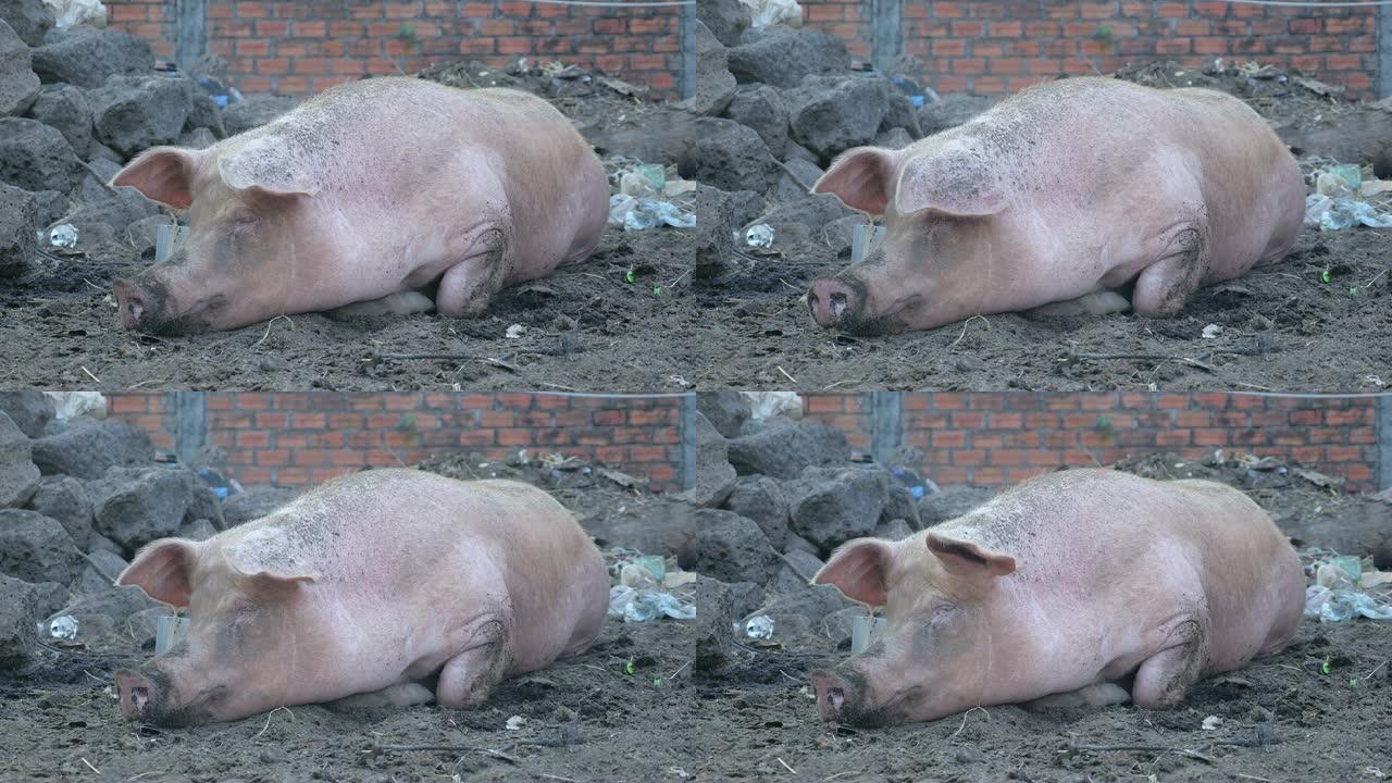 粉红猪睡在地上的泥巴里 (特写)