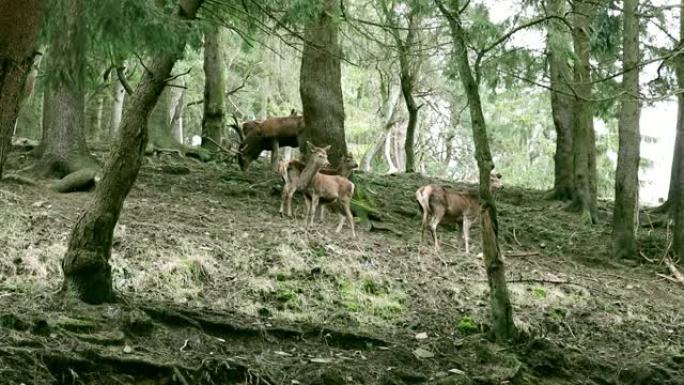 林间空地上的鹿王家族