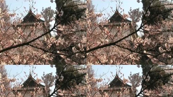 日本的樱花和城堡细节(变形16:9)