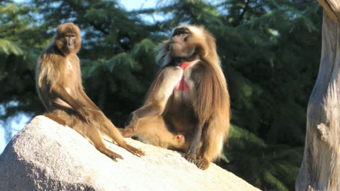 坐在岩石上的雄性和雌性流血的心脏猴子
