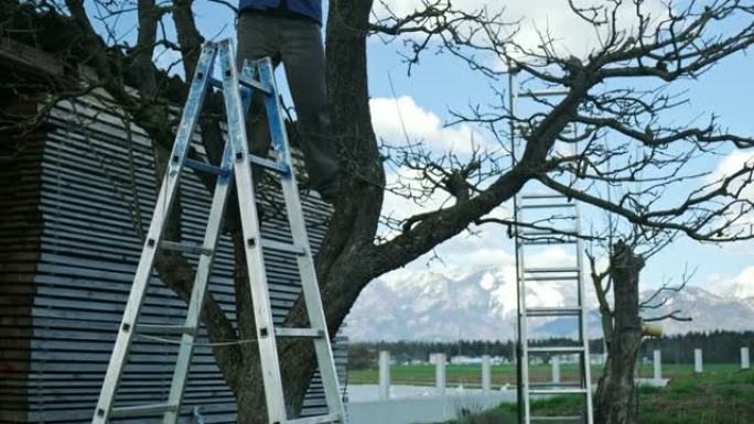 高级农民修剪树木