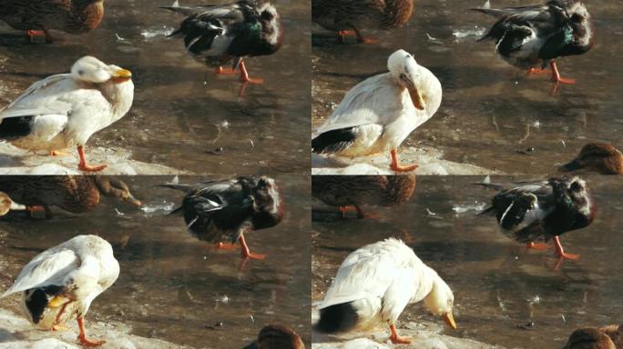 白鸭在冻结的池塘中沐浴 (anas platyrhynchos)